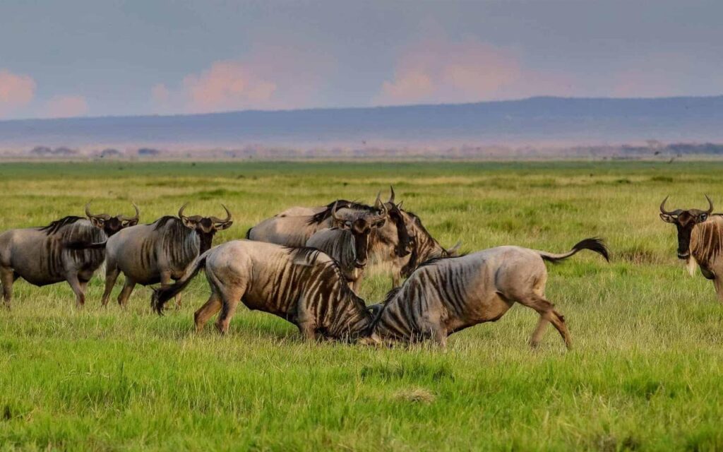 9-Days-Arusha-Lake-Manyara-Serengeti-Ngorongoro-Crater-and-Tarangire