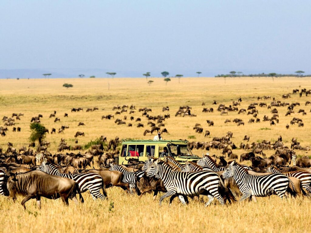 wildlife-in-serengeti